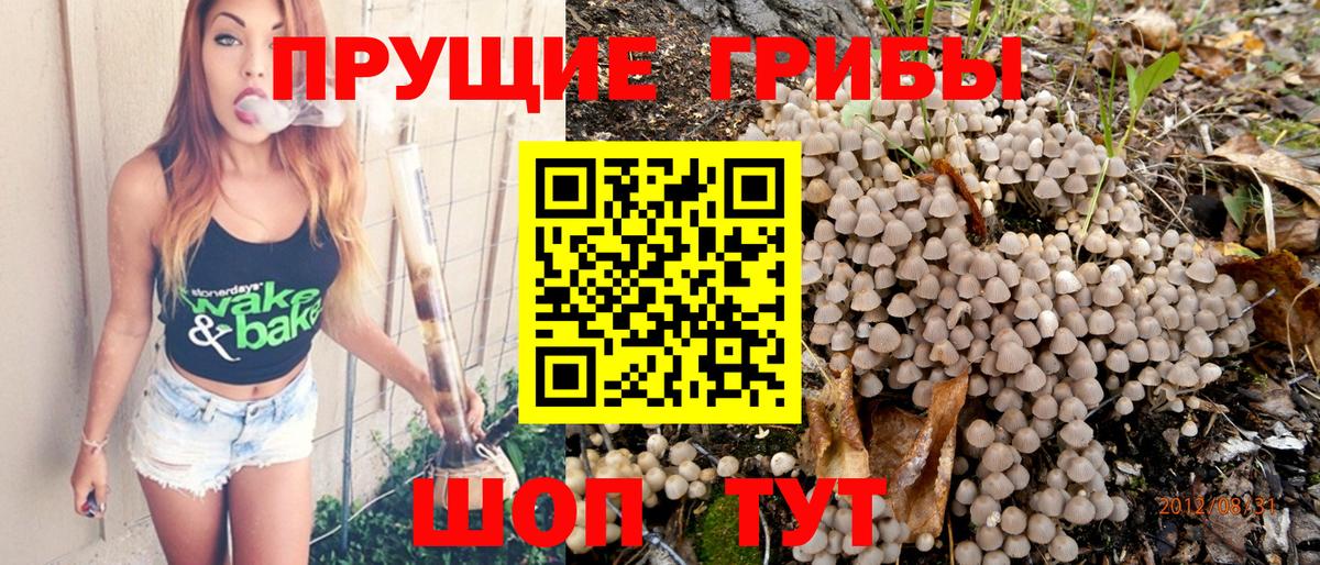 Кохма  Псилоцибиновые грибы Cubensis  Вход с VPN 
